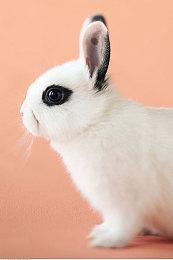 Steam新一周销量榜 《艾尔登法环》五连冠